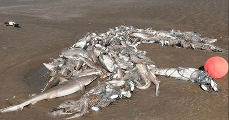 Акули / Фото з відкритих джерел