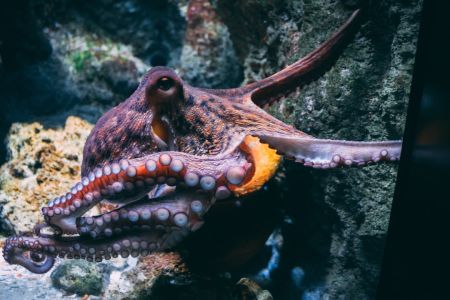 Восьминіг / © unsplash.com