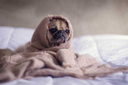 Собаки / © unsplash.com