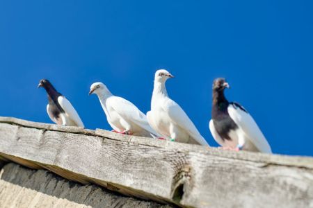 Голуби / © pexels.com