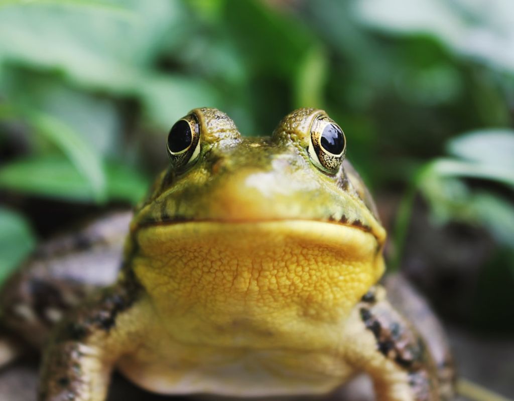 Жаби / © unsplash.com