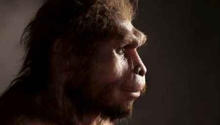 Homo erectus / Фото з відкритих джерел