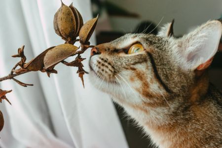 Коти / © pexels.com