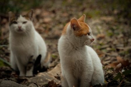 Кіт / © pexels.com