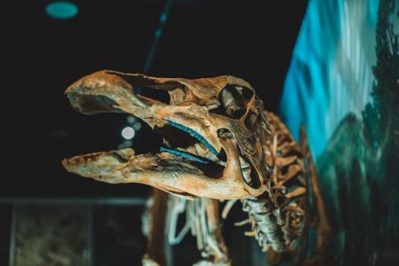 Крокодил / © pexels.com