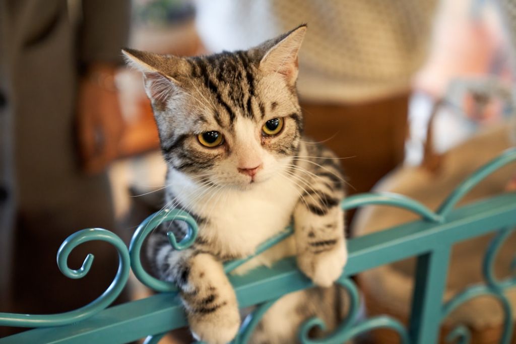 Коти / © unsplash.com