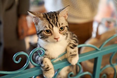 Коти / © unsplash.com