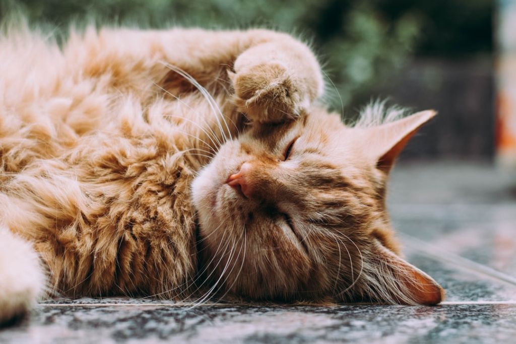 Коти / © unsplash.com
