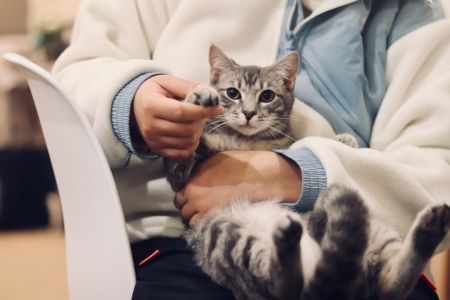 Кіт / © unsplash.com