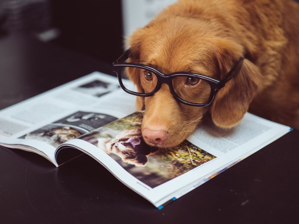 Собаки / © unsplash.com