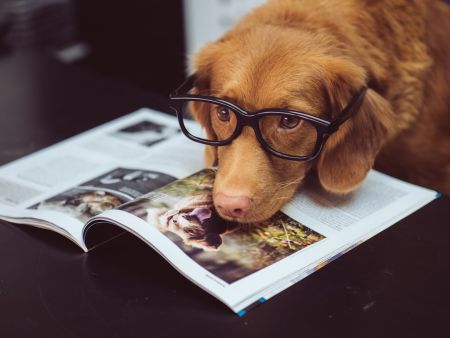 Собаки / © unsplash.com