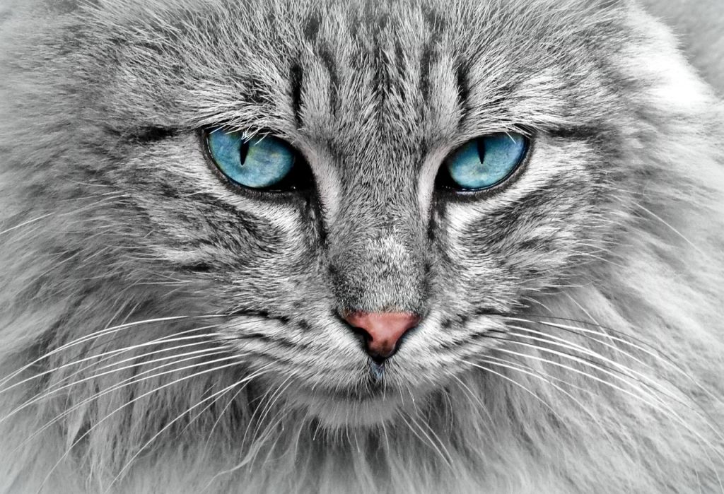 Коти / © pixabay.com