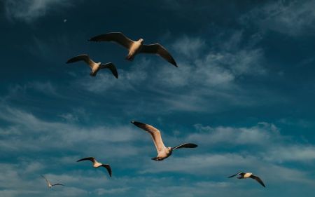 Птахи / © pexels.com