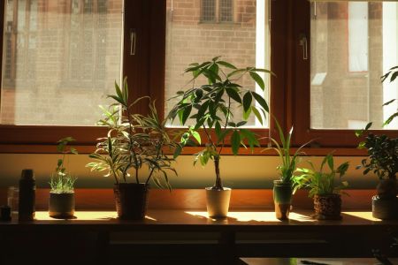 Грошове дерево викине море квітів узимку: що потрібно змінити вже зараз Грошове дерево / © unsplash.com