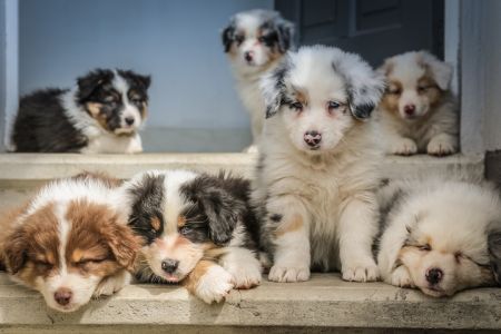 Собаки / © unsplash.com
