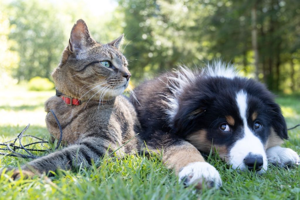 Коти / © unsplash.com