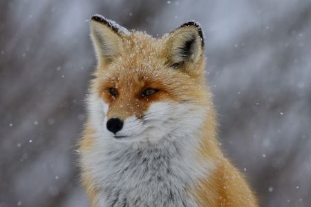 Лисиці / © unsplash.com