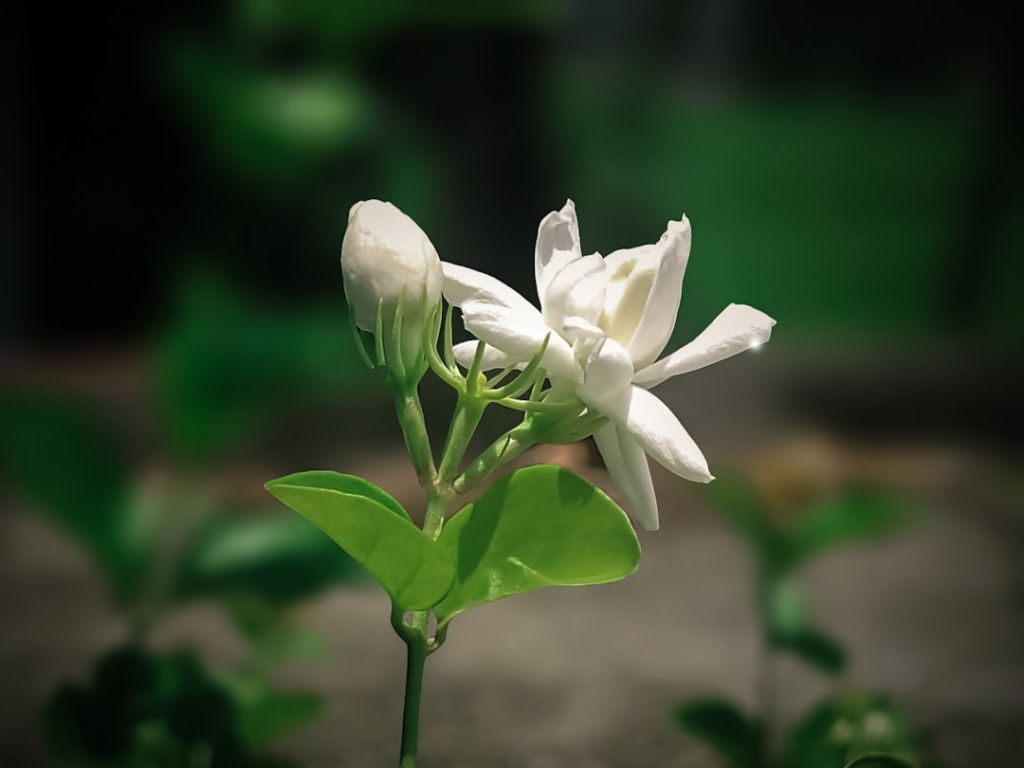 Жасмин / © unsplash.com
