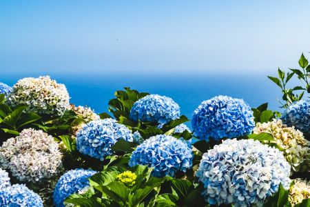 Гортензія / © unsplash.com