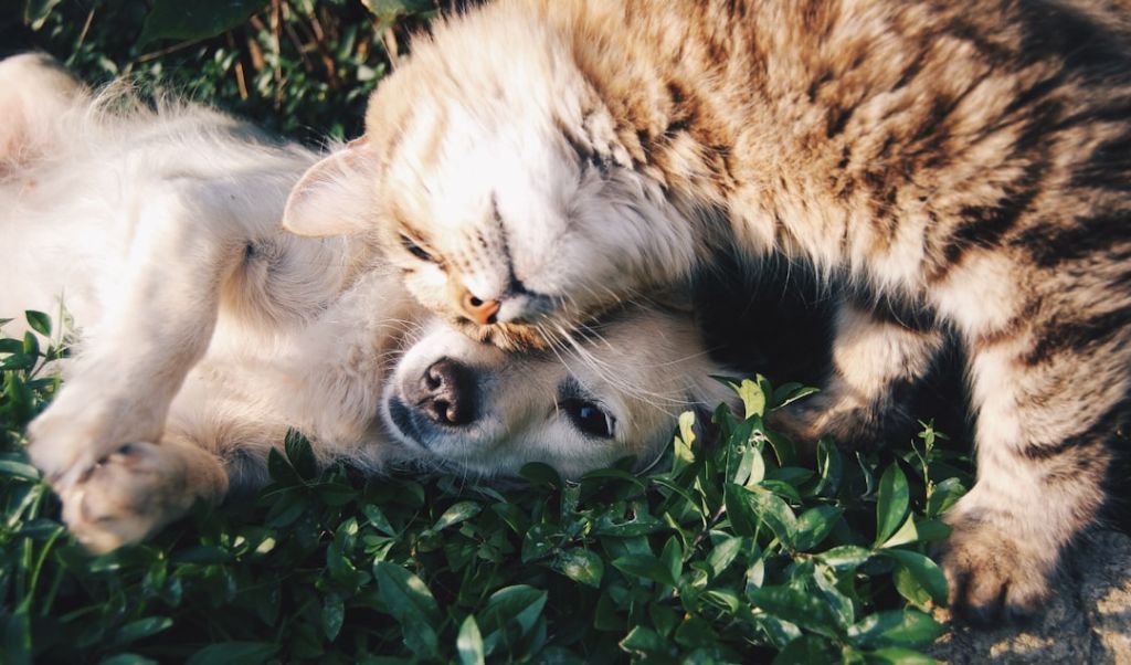 Домашні тварини / © unsplash.com