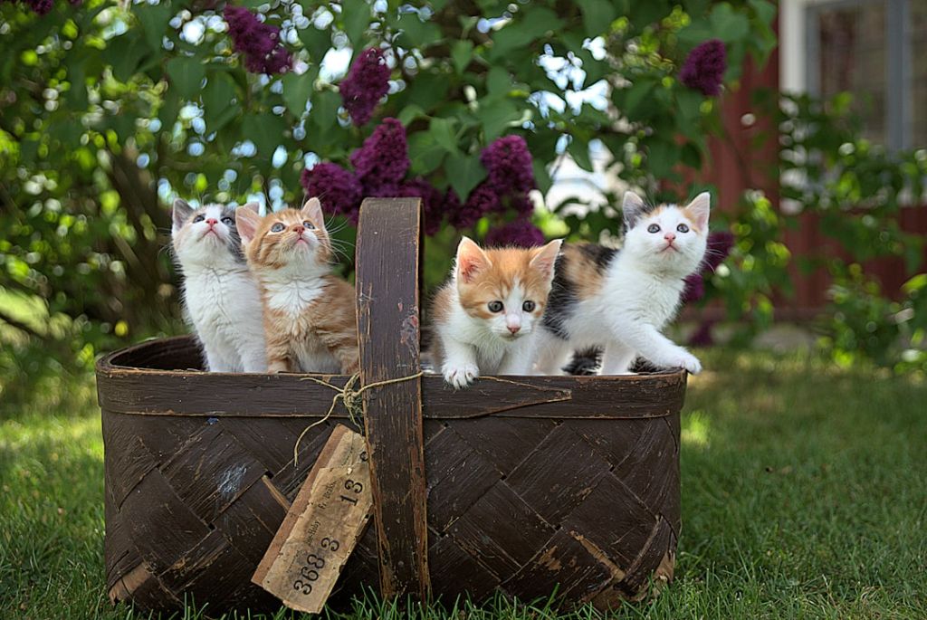 Продаж кошенят / © unsplash.com