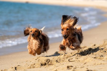 Собаки / © unsplash.com