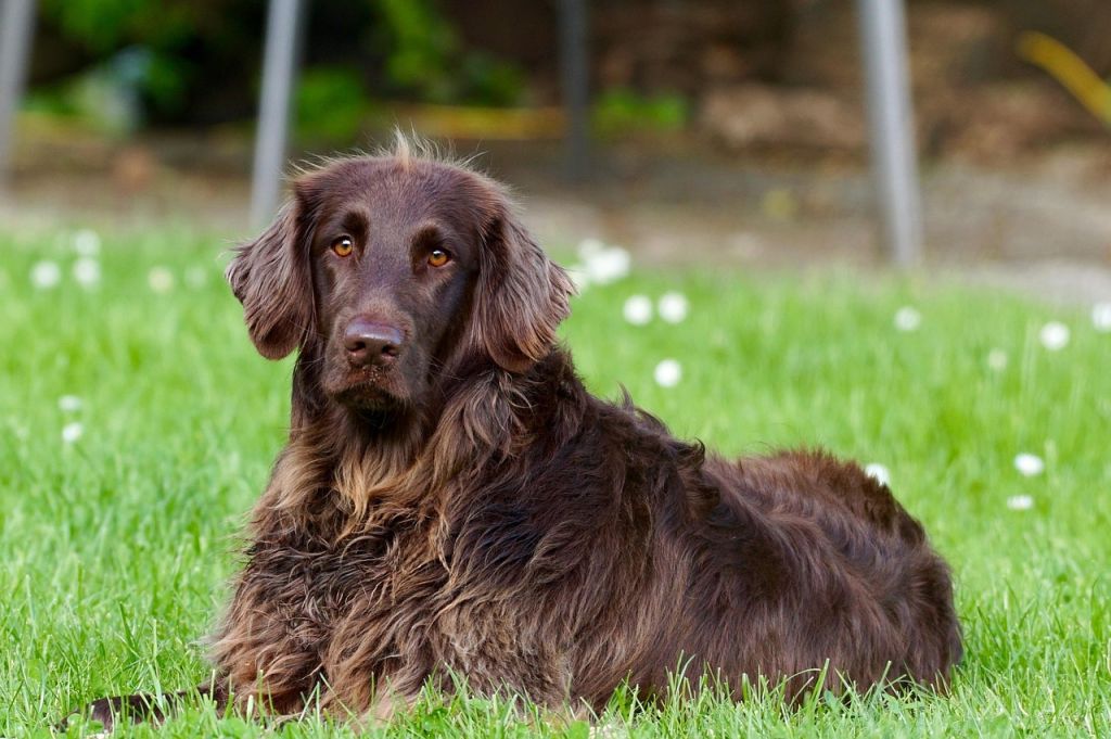Собаки / © pixabay.com