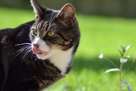 Коти / © unsplash.com