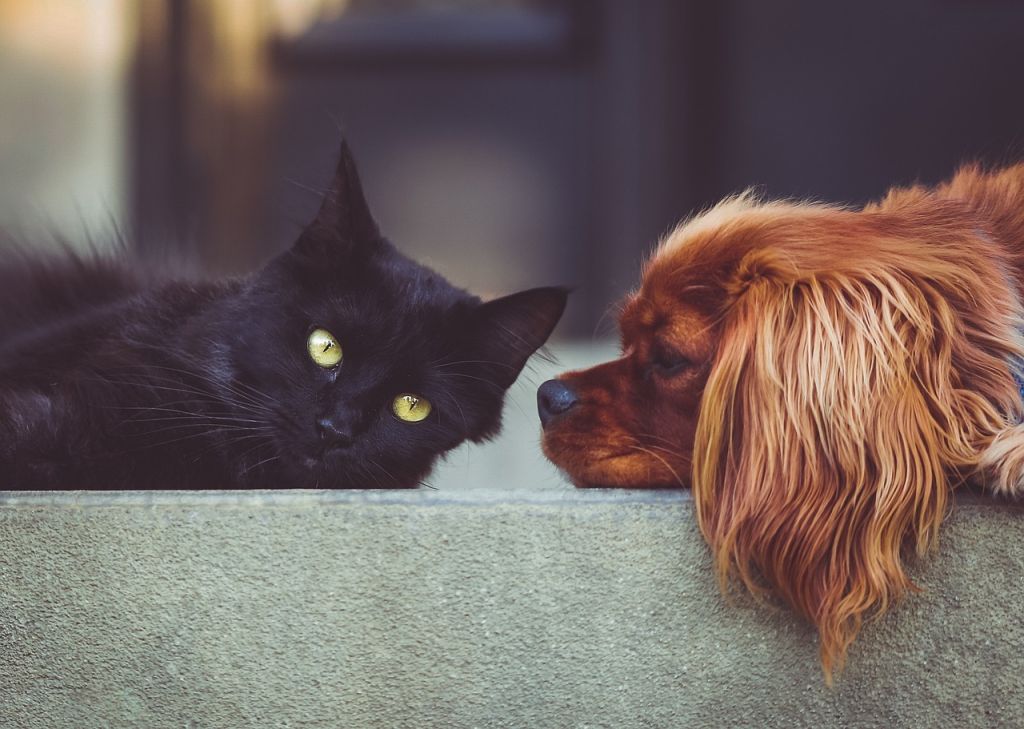 Коти / © pixabay.com