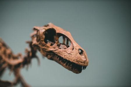 Масове вимирання / © pexels.com