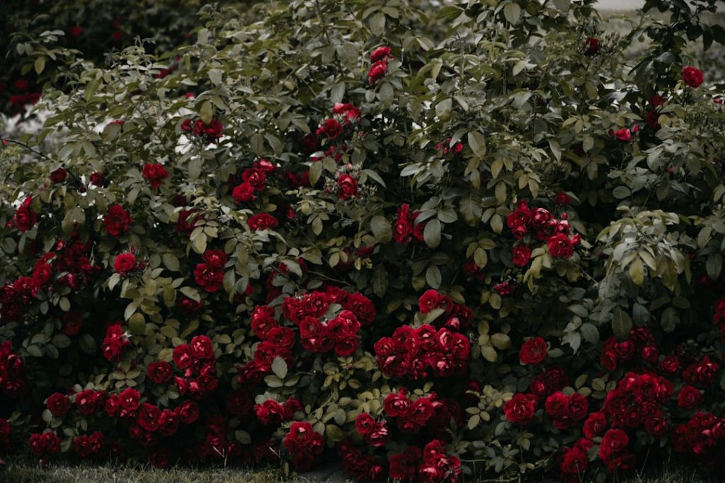 Троянди / © unsplash.com