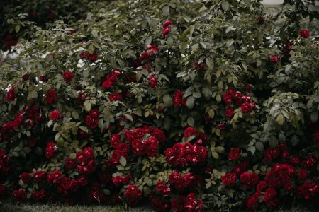 Троянди / © unsplash.com