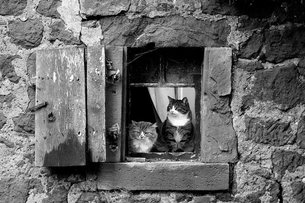Коти / © pixabay.com