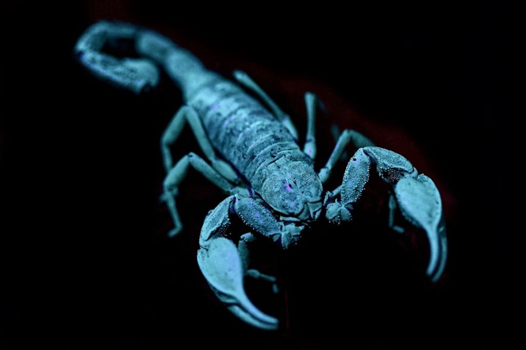Скорпіон / © unsplash.com