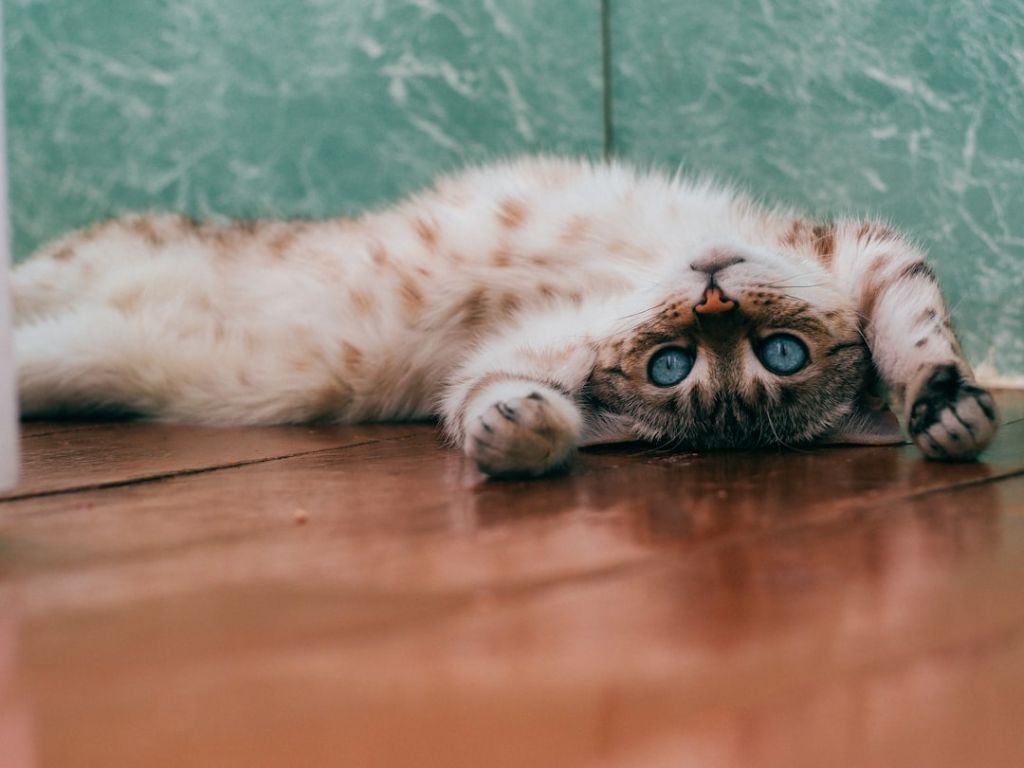 Коти / © unsplash.com