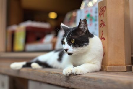 Коти / © unsplash.com
