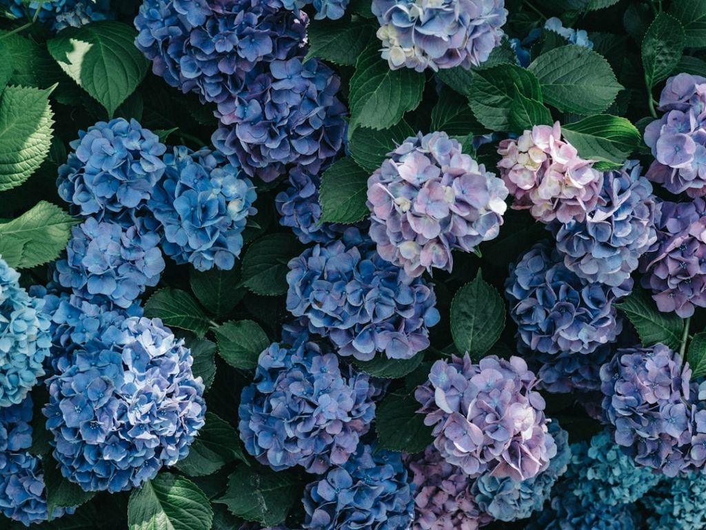 Гортензія / © unsplash.com