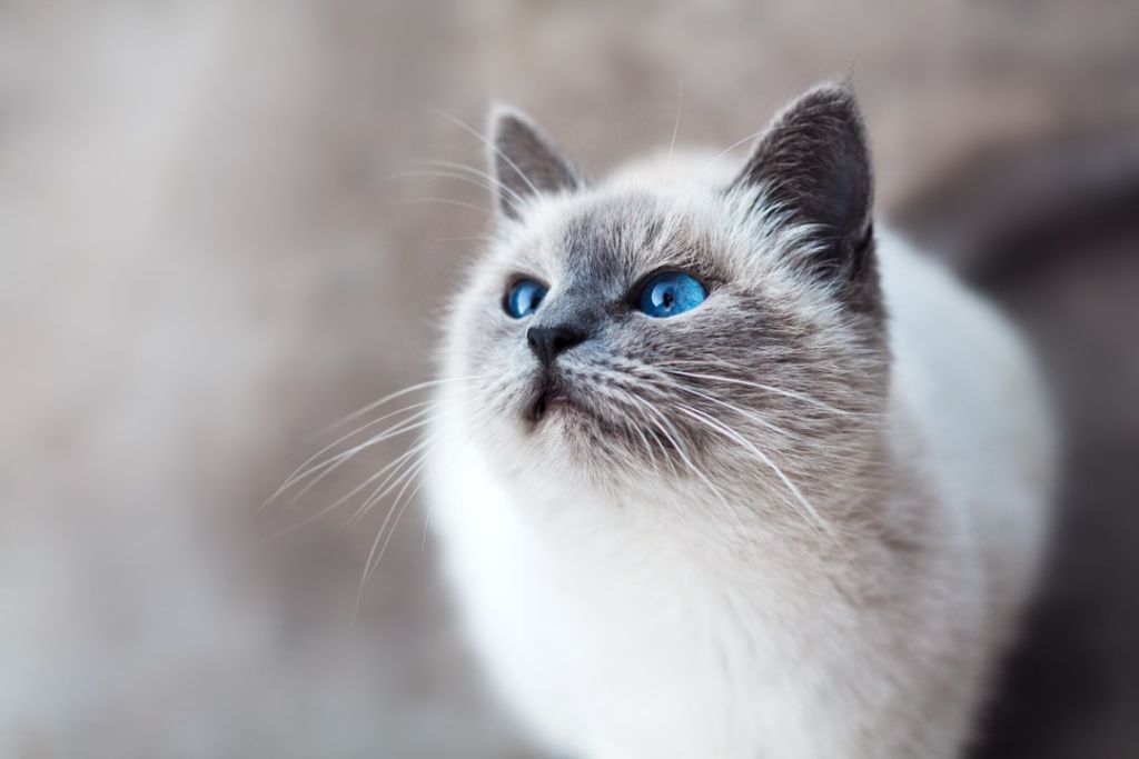Коти / © unsplash.com