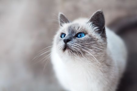 Коти / © unsplash.com