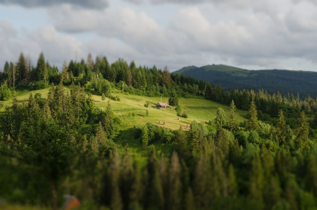 Ліси України / © unsplash.com