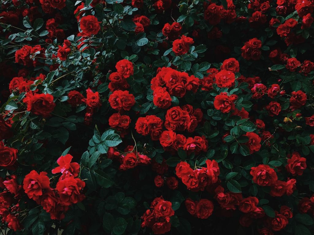 Троянди / © unsplash.com