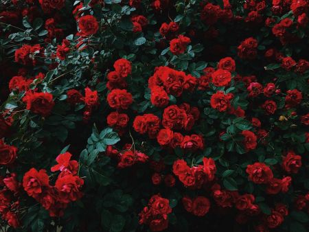 Троянди / © unsplash.com