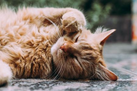 Коти обожнюють ці рослини: чому варто знайти для них місце в саду Коти / © unsplash.com