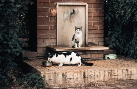 Коти / © pexels.com