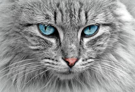 Коти / © pixabay.com