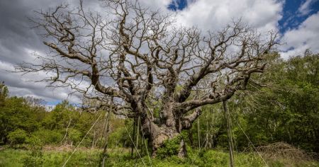 Дуб Major Oak / Фото з відкритих джерел
