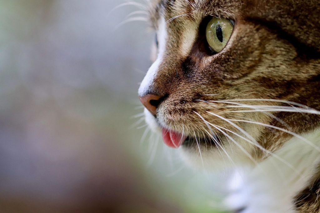 Коти / © pixabay.com