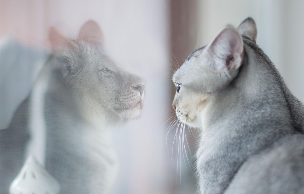 Коти / © pixabay.com