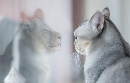 Коти / © pixabay.com