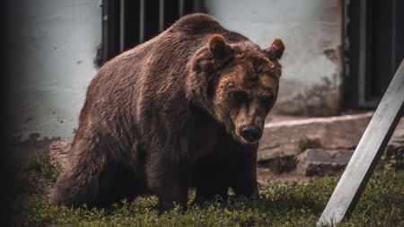 Ведмідь / © pexels.com